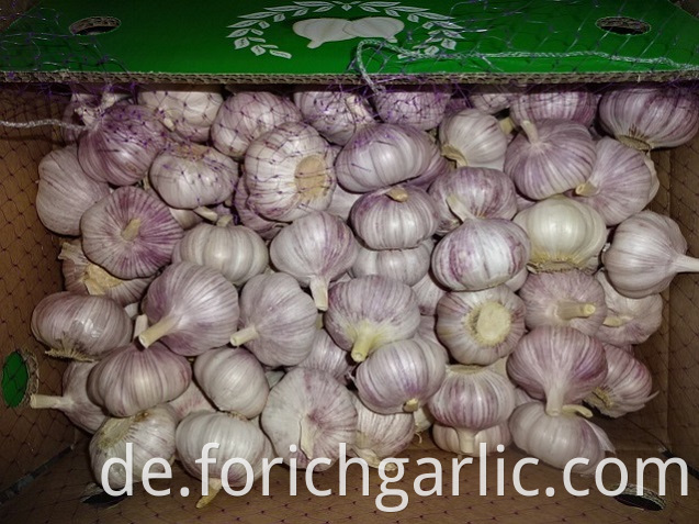 Normal White Garlic